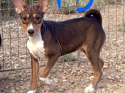 NO BARK Basenji Pups! Hypoallergenic