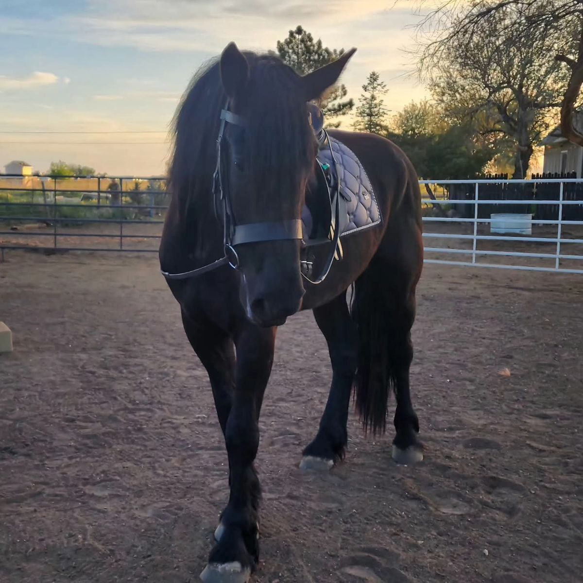 Percheron Friesian cross