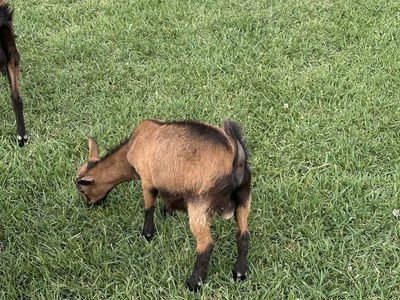 Goat