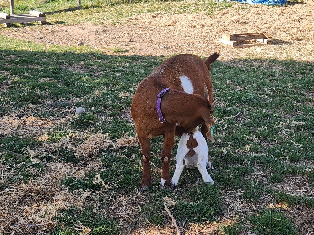 Breeding Doe and Buckling For Sale