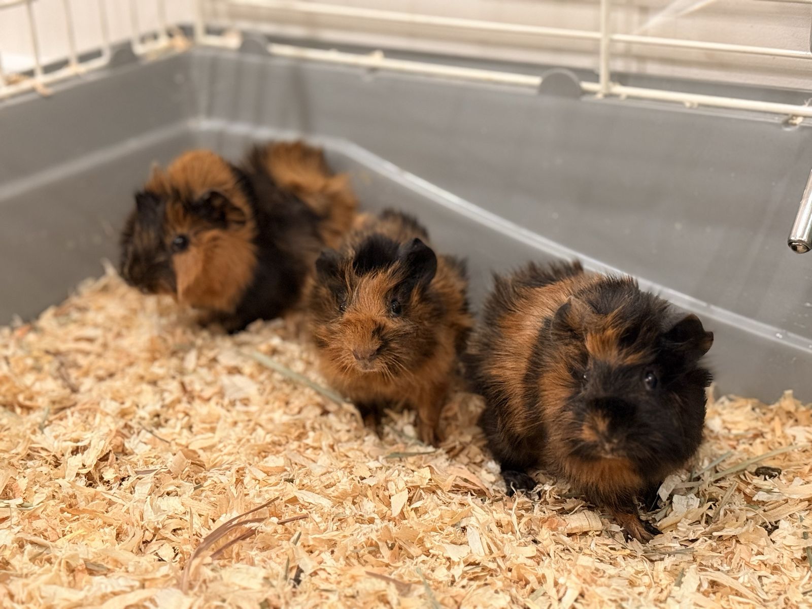 4 Week Old Baby Guinea Pigs
