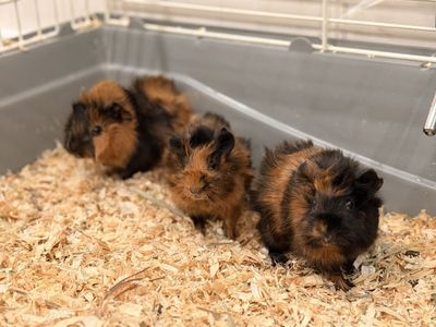 4 Week Old Baby Guinea Pigs