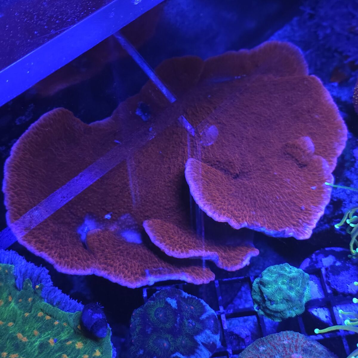 montipora frags