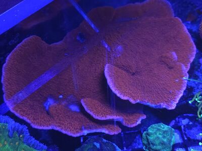 montipora frags