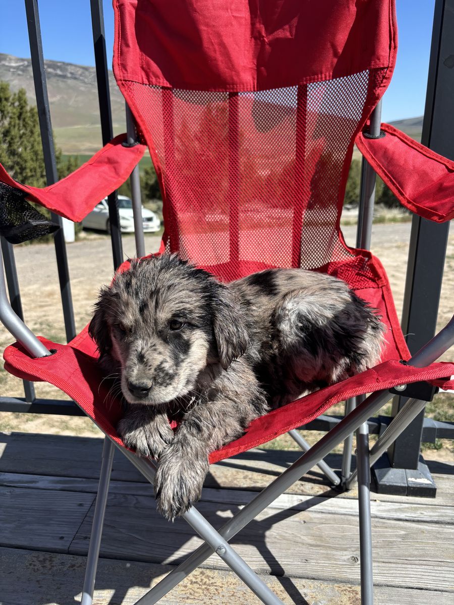 2 Female Puppies!