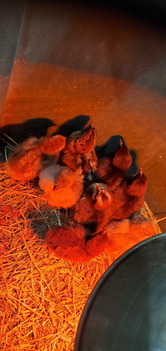 rainbow mix chicks