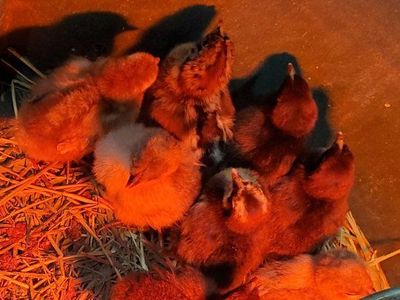 rainbow mix chicks