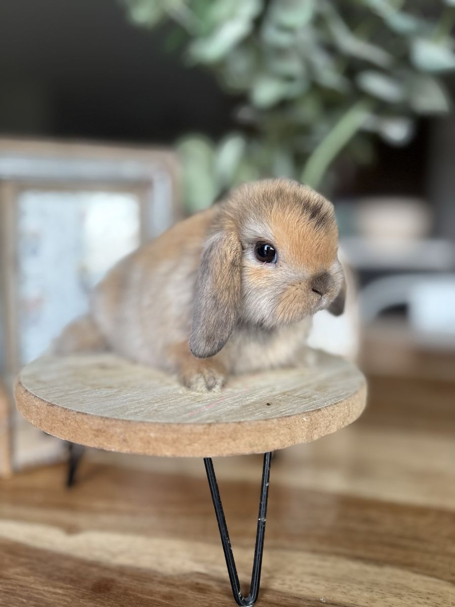 Calm Purebred Holland Lop Bunny 