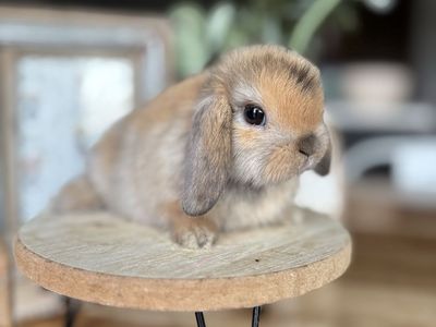 Calm Purebred Holland Lop Bunny