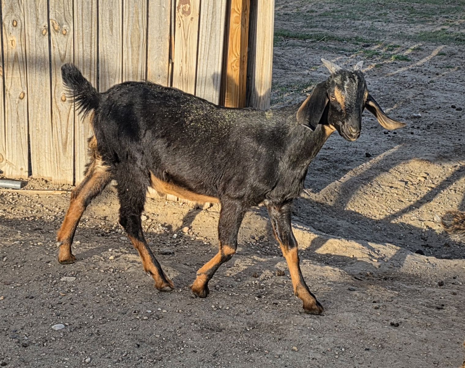 Nubian buckling for sale