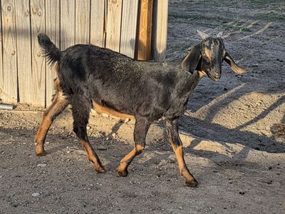 Nubian buckling for sale