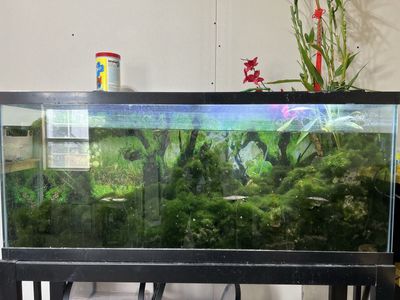 55 gallons aquarium