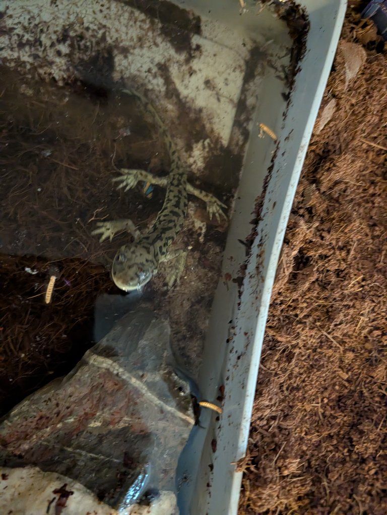 Tiger Salamander Live Pet with Complete Setup Habitat Enclosure