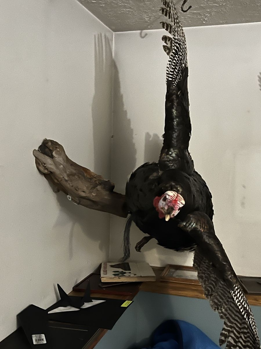 Wild Merriam turkey
