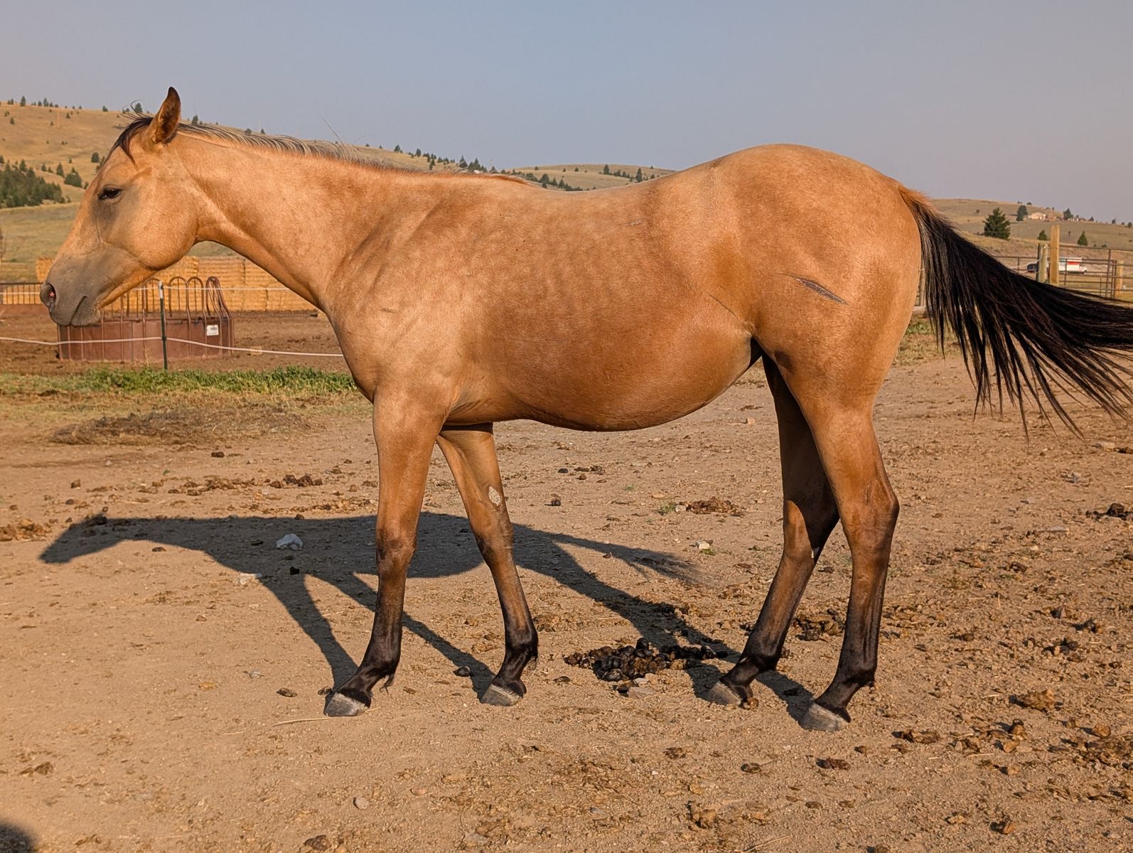 Yearling Buckskin roan AQHA filly