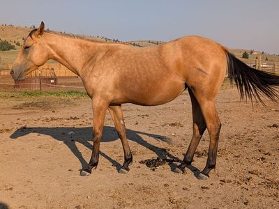 Yearling Buckskin roan AQHA filly