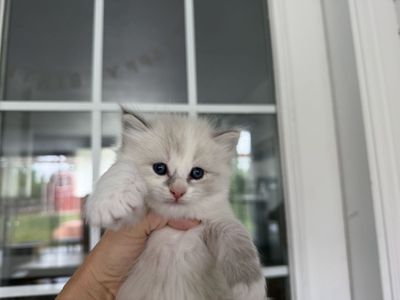 Precious Pure Ragdoll Kittens