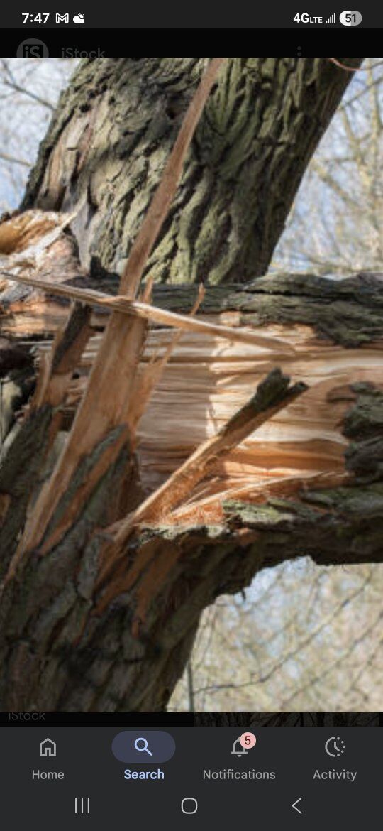 (pics for effect ) affordable tree removal & clean