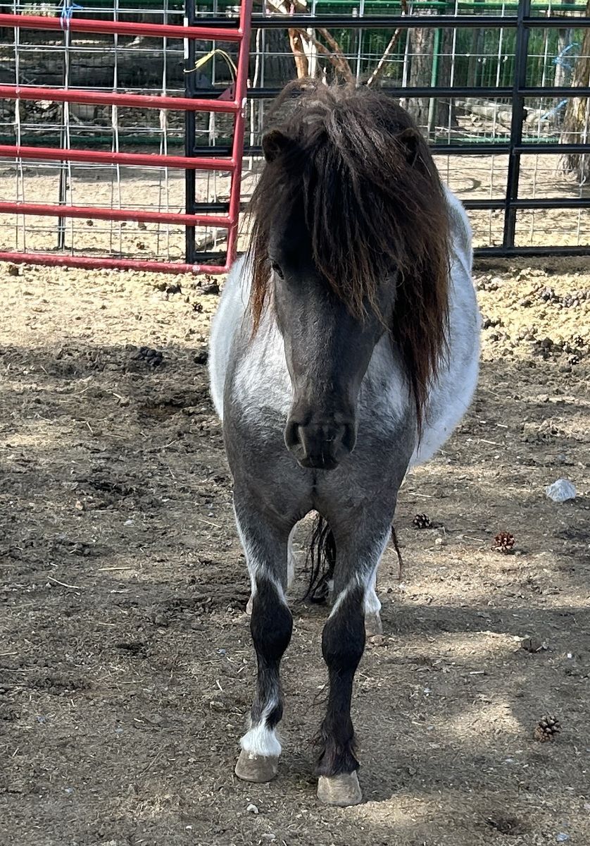 Beautiful Double Registered Mini Stud