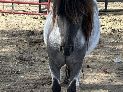 Beautiful Double Registered Mini Stud