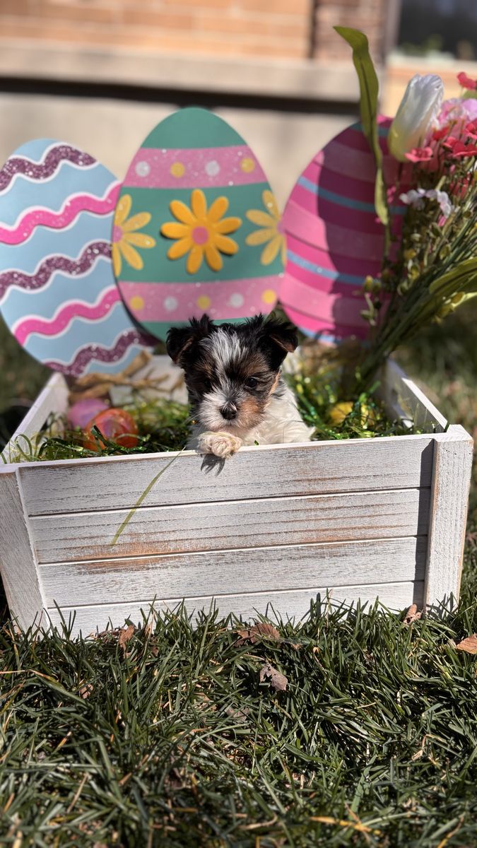 AKC Parti yorkie girl