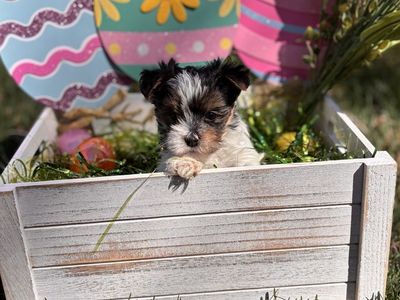 AKC Parti yorkie girl