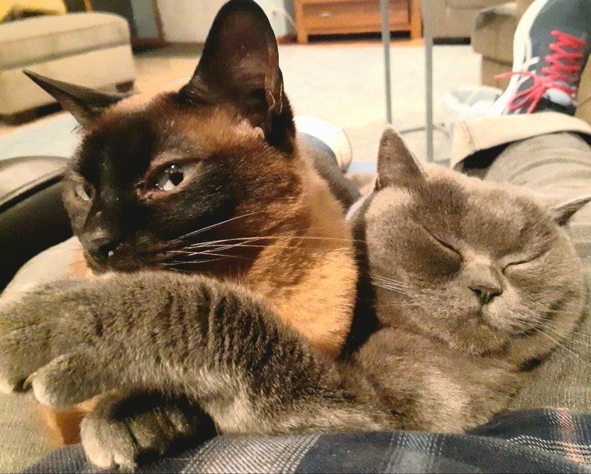 BRIDGET (SCOTTISH FOLD) and MIKA (TOYBOB)  NEED A NEW HOME