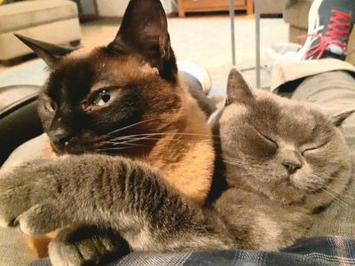 BRIDGET (SCOTTISH FOLD) and MIKA (TOYBOB) NEED A NEW HOME
