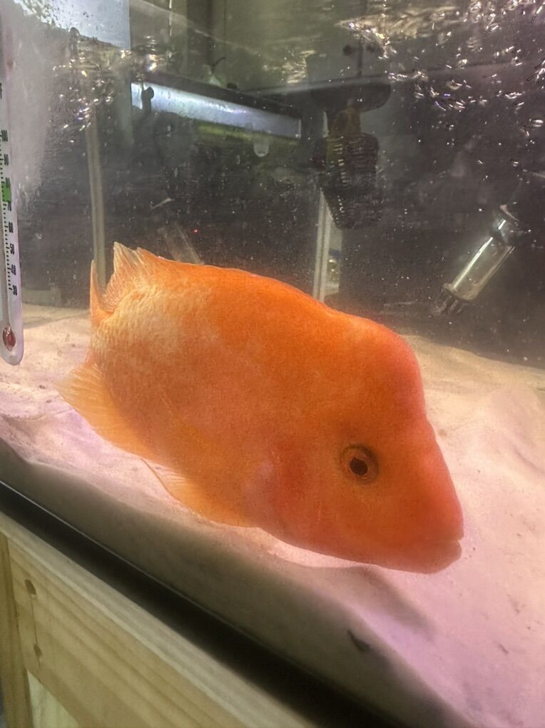 Female Midas Cichlid