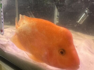 Female Midas Cichlid