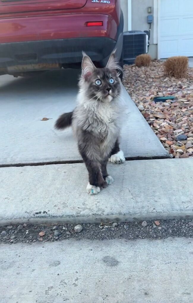 European Maine Coon Stud Service Polydac