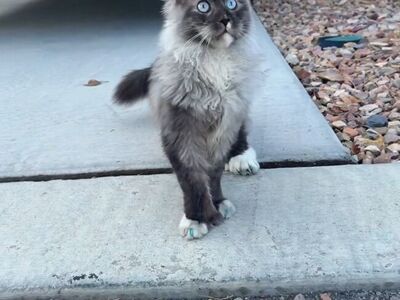 European Maine Coon Stud Service Polydac