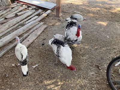 Royal palm turkeys