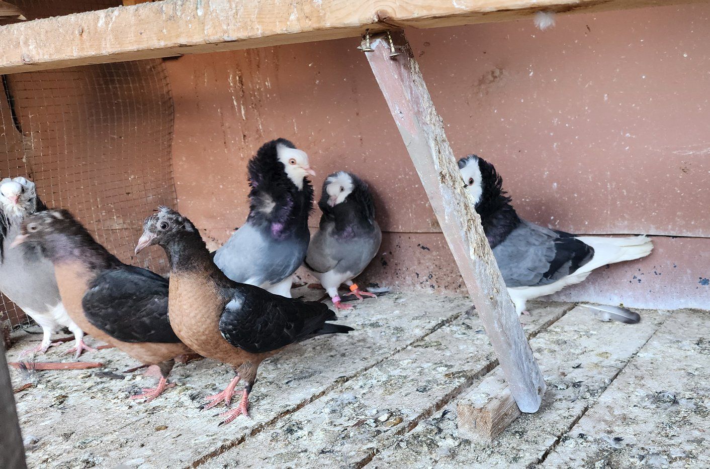 Assorted  Fancy Pigeons
