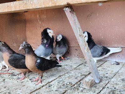 Assorted Fancy Pigeons
