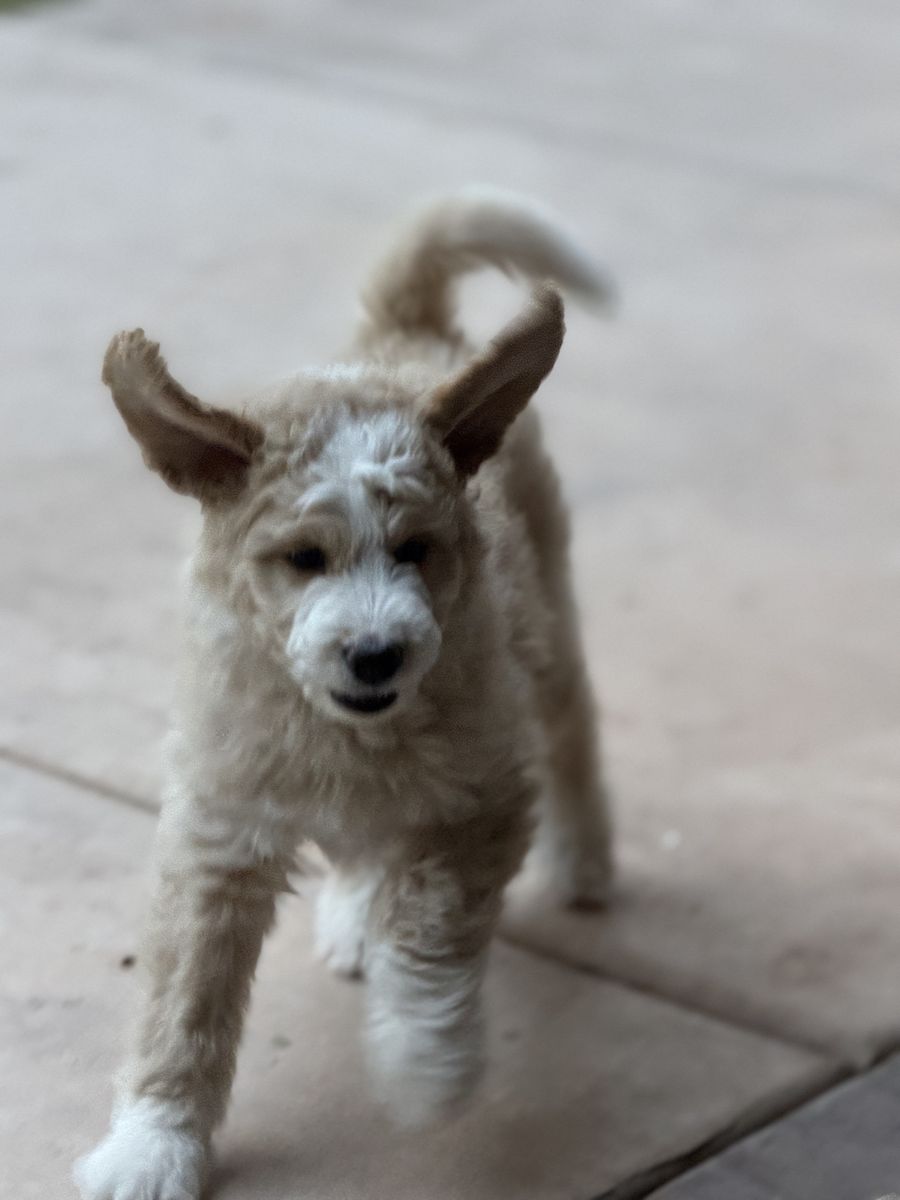 Sweet Playful Bernedoodle Girl puppy