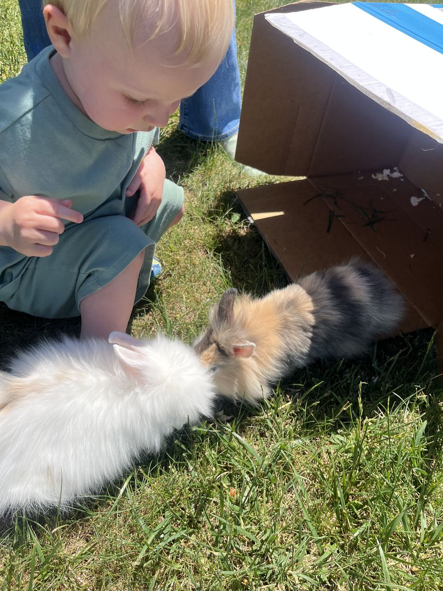 2 male baby lion head bunnies and cage