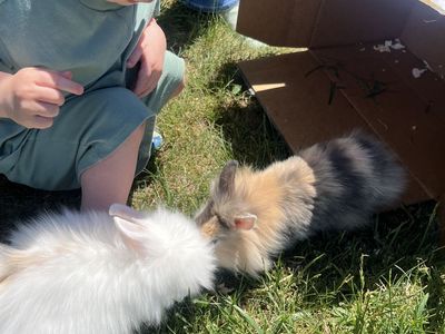 2 male baby lion head bunnies and cage