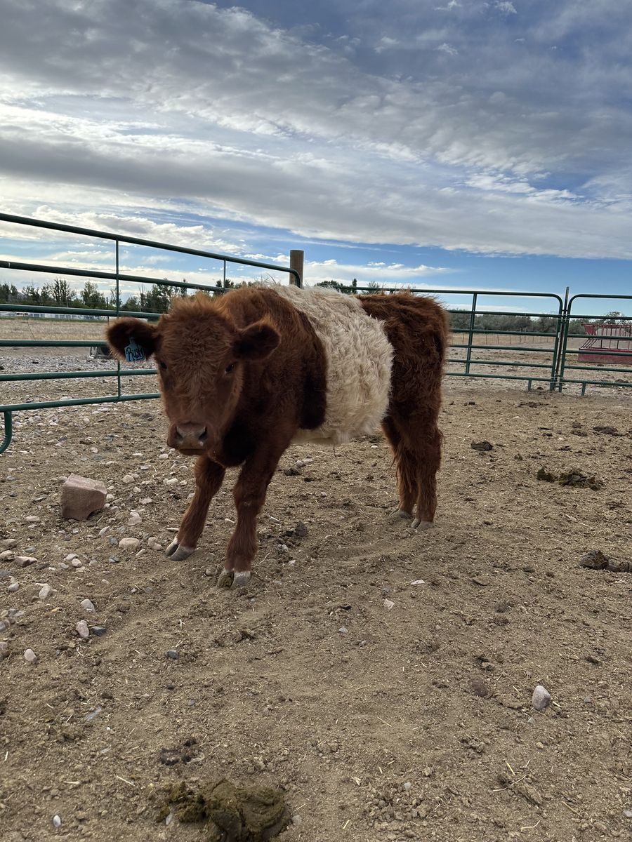 Rusty – Purebred Red Belted Galloway Steer – $2,200