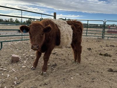 Rusty – Purebred Red Belted Galloway Steer – $2,200