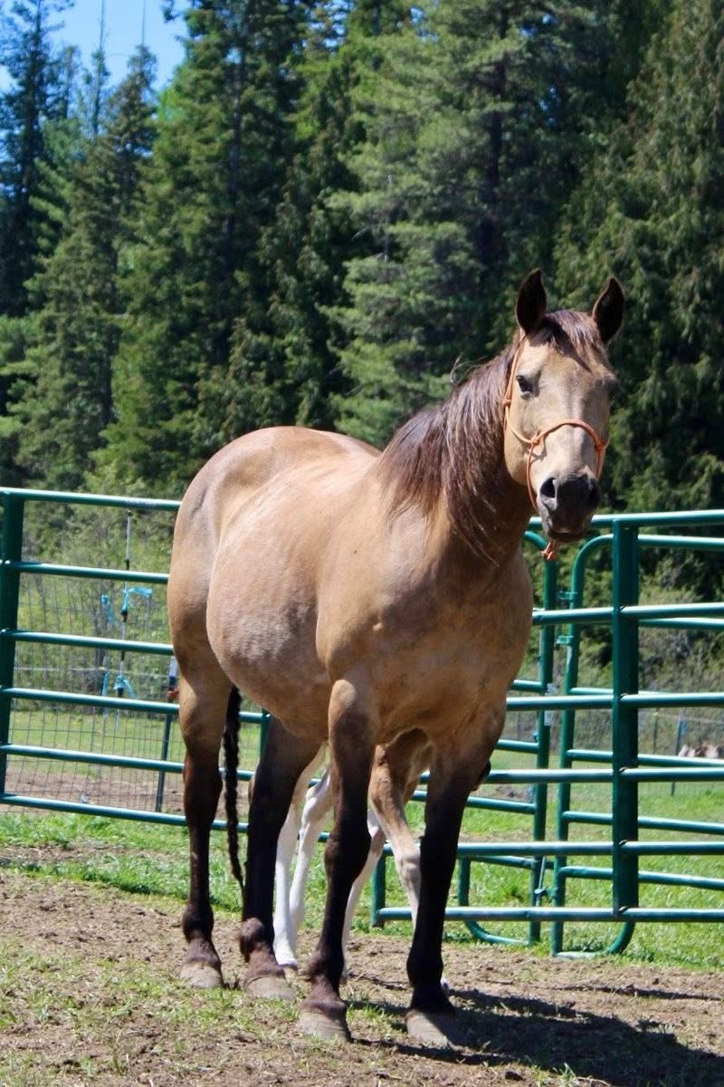 Buckskin mare with Gypsy cross colt on her side!