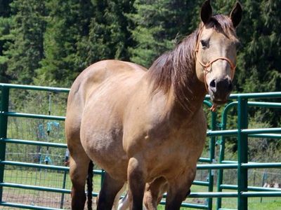 Buckskin mare with Gypsy cross colt on her side!