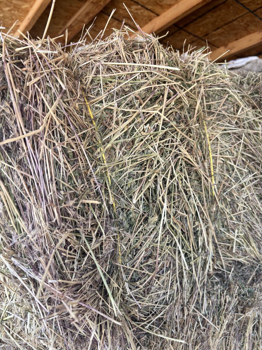 Feeder hay