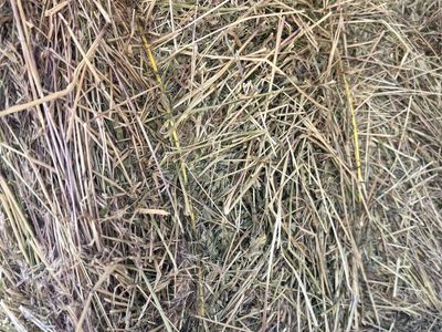 Feeder hay