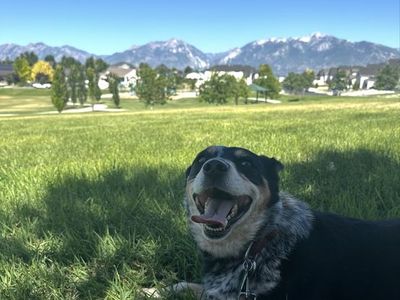 Aussie/Blue Heeler FREE