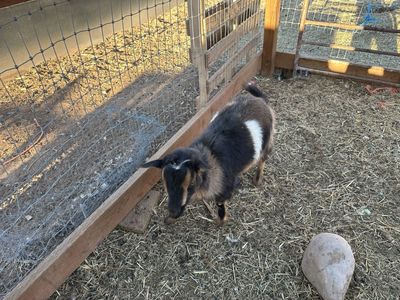 Good purebred Nigerian dwarf