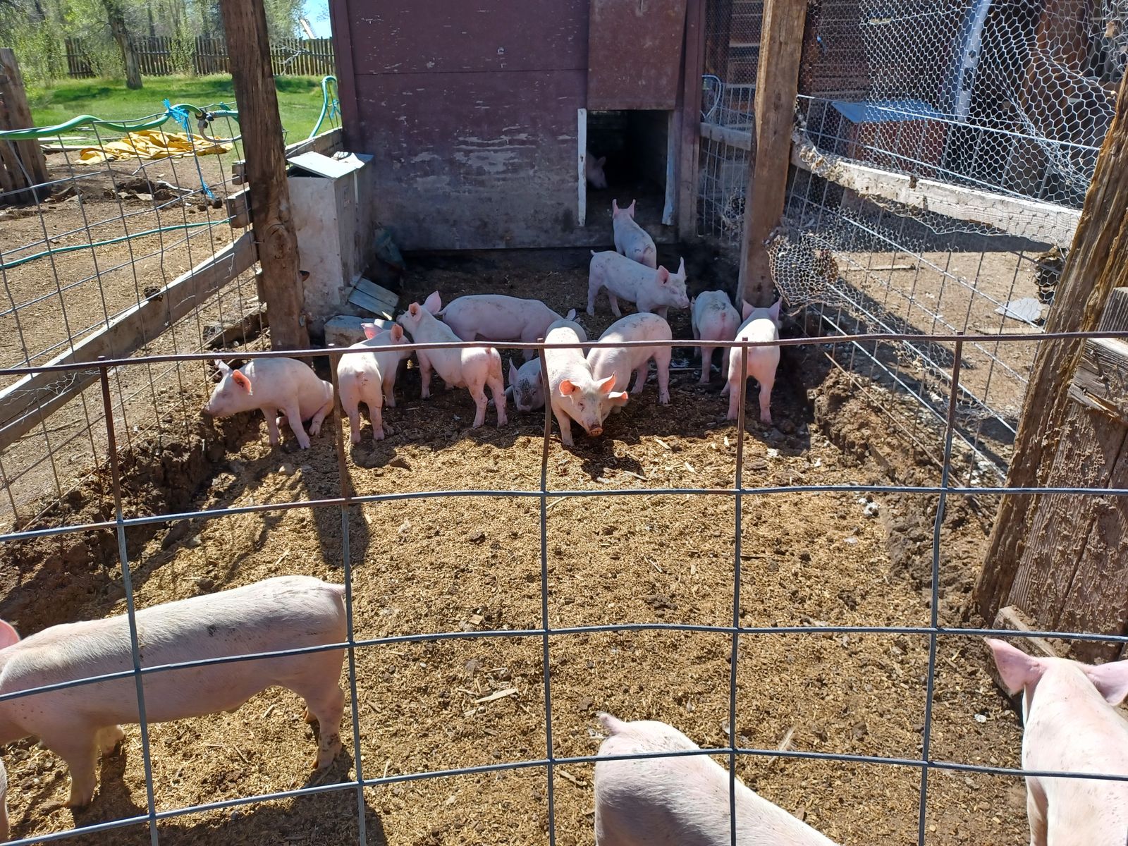 Wiener pigs