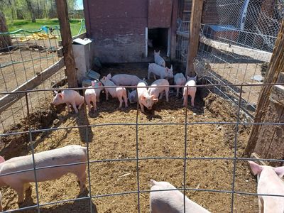 Wiener pigs