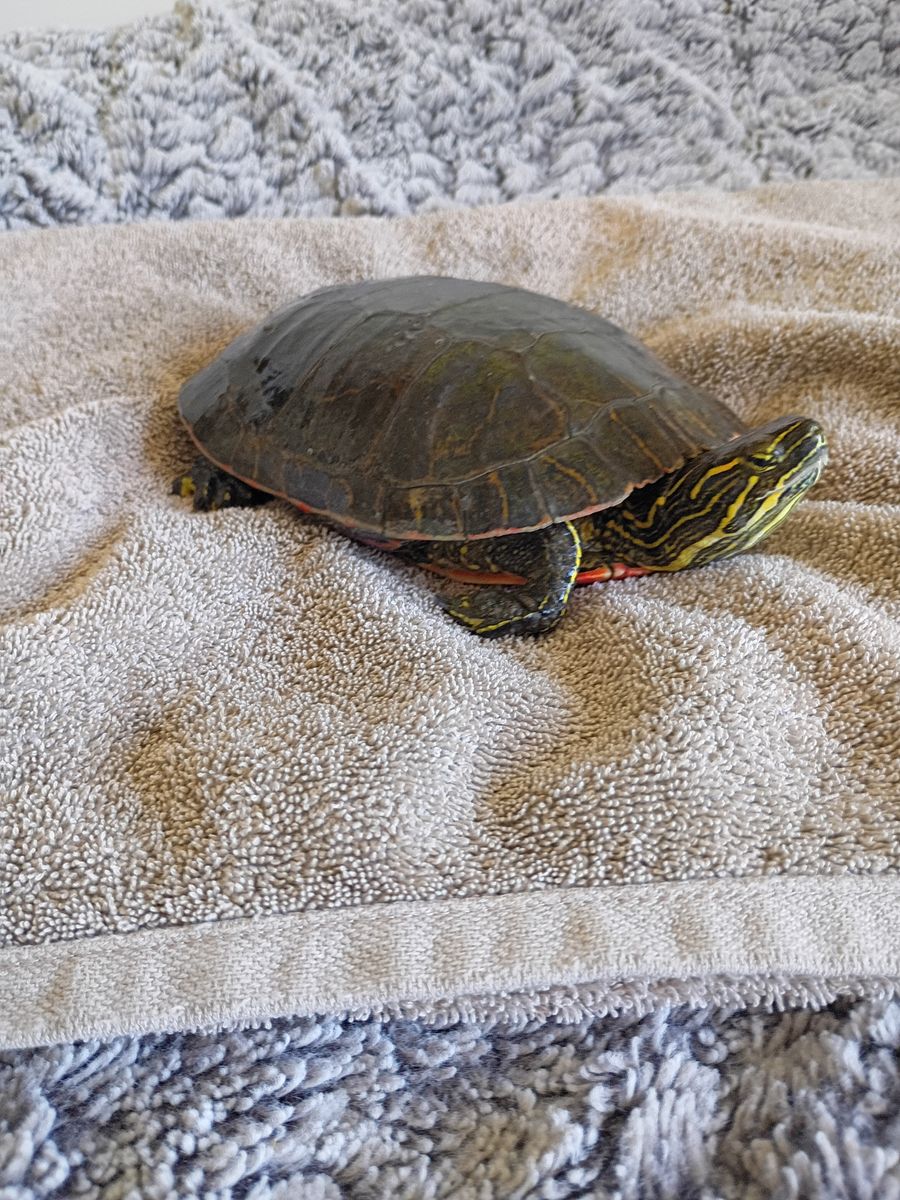 Water turtles
