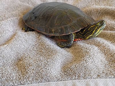 Water turtles